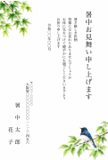 オオルリと夏木立の水彩イラストデザイン