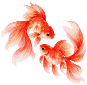 金魚の水彩イラスト（暑中見舞いの透過PNG素材）